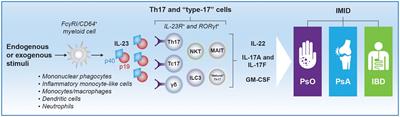 IL-23 past, present, and future: a roadmap to advancing IL-23 science and therapy